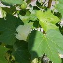 목화약국 이미지