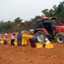 인삼농장 이미지