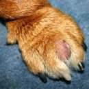 English Bulldog's Interdigital Cysts(불독의 발가락 사이의 낭종) 이미지