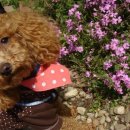 터 애견펜션 이미지