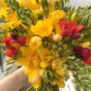 올래농장 이미지