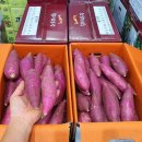 꿀밤농장 이미지