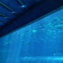 공원 | 빈원더스 아쿠아리움 &amp; 놀이공원 후기, 인어쇼부터 관람차까지