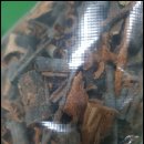 느릅농장 | 위장에 좋은 음식 느릅 추천합니다