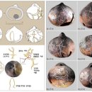 토제방울 이야기 이미지