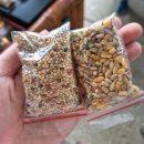 나비농장 | 보홀 내돈내산 육상투어 후기 - 나비농장, 짚라인, 맨메이드숲, 안경원숭이, 초콜릿힐