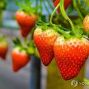 딸기 이미지