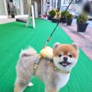 하이댕스 이미지