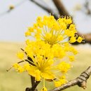 아라 일출 이미지