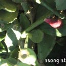 선인장마을, 돌마을공원 네이버블로그