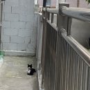 혜민동물병원 | 길고양이 아나파엠 급여후기 (혜민동물병원)