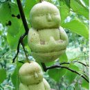 대륙개발 이미지