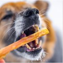 (단기)펫푸드(자격증) 이미지