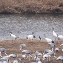 두루미네 이미지