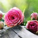 색연필화A 이미지