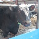 오목골 목장 이미지