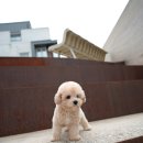 퍼피팡