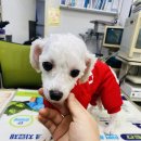 희망종합동물병원 | 유기견 건이 3차 종합백신 완료 (동물병원 후기)