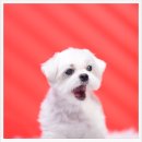 대영사진관 이미지