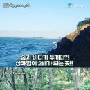 바다의숲속 이미지