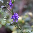 투구꽃[Ranunculaceae (미나리아재비과) ＞ Aconitum (초오속) ＞ jaluense (투구꽃)] 이미지