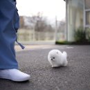 화이트 퍼피 켄넬 이미지