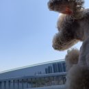 삼성테마트 앞 | 영알못의 영국 벨파스트 생존기] 해외 이민 강아지 출국 영국 벨파스트 데려오기 (민트동물병원 이용 후기)