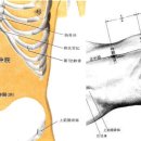 중완혈CV12 중완(中脘, 1개 혈) 胃之募穴. 八會穴中腑會穴. 手太陽小腸經 이미지