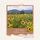 꽃단지 화장실 | 밀양 산외면 해바라기 꽃단지(LG-V40으로 사진찍음)(25.10.19)