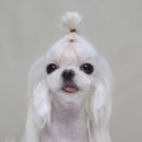 뽀송