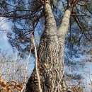 소나무 전경 이미지