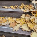 마음향기 시낭송 이미지