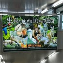 닥터카랜드 | 일본 고베 여행🇯🇵 | 고베 동물왕국, 카피바라 호랑이 올빼미 빅빌, 고베 놀거리