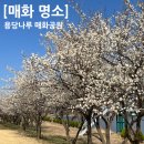 용당구 | [김해 매화 명소] 🌸 용당나루 매화공원 3월 매화 개화 상황 후기