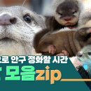 [수달 모음집] 수달 너란 깜찍한 녀석이란…★ㅣ[Otter Compilation] Adorable Otters… 이미지