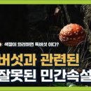 버섯 종류 한입 운지 석이버섯 효능 이미지