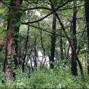 상업용 96 이미지