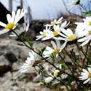 공명주유소 이미지