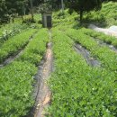 상순농장 Daum카페