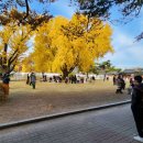 파주로 은행나무길 이미지