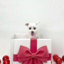 파인댕스 이미지