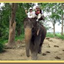 [태국]방콕.파타야(코끼리 트레킹 체험 )(5편) 이미지