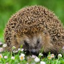 아우름 동물병원 이미지