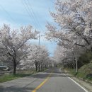 2010년 4월 25일, 황매산 산철쭉은 초록 꽃눈만... 진달래랑 벚꽃이 활짝 피었습니다. 이미지