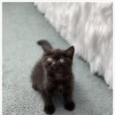 버디독 고양이분양 강아지분양 안심분양센터 인천점 이미지