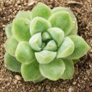 니크 카카오 검색결과