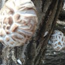 골짜기농장 이미지