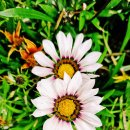 가자니아 이미지