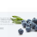 청춘오리 이미지