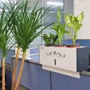 사무실에서 공간 활용하기 좋은 흰색 파티션화분으로 실내공기정화식물 키우기 이미지